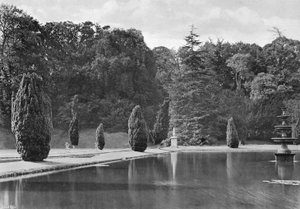 The Shadow of a Yew (b/w photo)