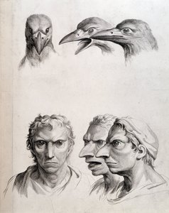 Profiles of bird and “man-bird (man-bird)” - by Lebrun, in “” Treats of the physiognomy of man compared to that of animals””