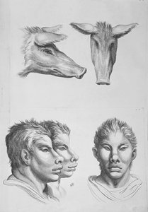 Le Brun的“绘画开头画像”中的画架与人之间的相似性 作者 查尔斯·勒布朗