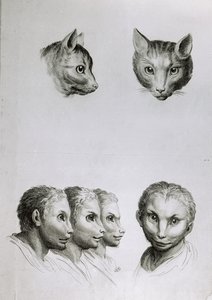 “猫与人之间的相似之处”，来自Le Brun的“开始绘画的肖像书”