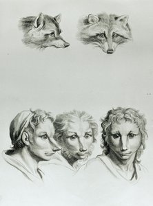 狐狸和男人之间的相似之处，来自Le Brun的“开始绘画的肖像画书”