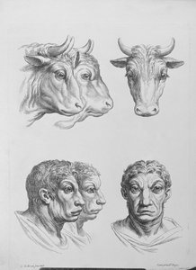 牛与人之间的相似之处，来自Le Brun的“开始绘画的肖像书” 作者 查尔斯·勒布朗