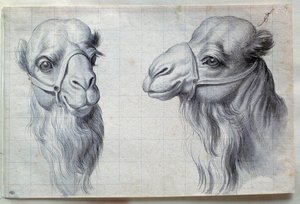 两只骆驼头的研究 查尔斯-勒布伦(Le Brun)(1619-1690)的画作 17世纪。Dim.0.22x0.32米，巴黎，卢浮宫博物馆 作者 查尔斯·勒布朗