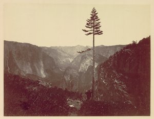 Mariposa Trail的优胜美地山谷c。 1865年。 作者 查尔斯·莱安德·杂草