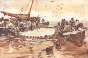 研究&39;Pilchards&39;（纸上的bc和wc） 作者 查尔斯·纳皮尔·海米