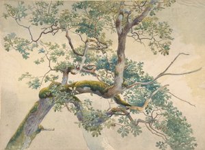 树枝，1852-1908。