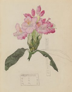 杜鹃的研究 作者 查尔斯·雷尼和麦克唐纳·麦金托什玛格丽特·麦金托什