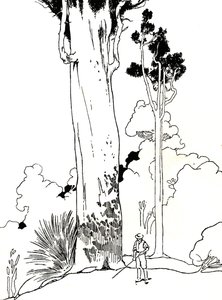 贝壳杉树，1912年