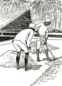 烘干可可粉，1912年 作者 查尔斯·罗宾逊