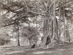一位绅士坐在英国锡兰的一棵大树下，现在称为斯里兰卡，1880年代 作者 查尔斯·T·斯科文公司
