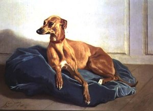 猎犬的研究
