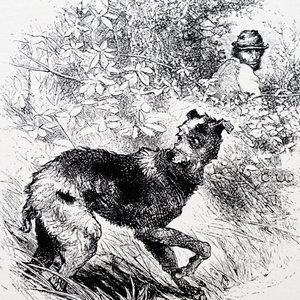 A poacher with his lurcher