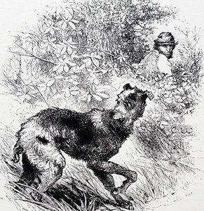 A poacher with his lurcher