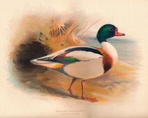 常见的谢尔塔克（Sheldrake）Tadorna cornuta，1900，1900
