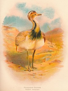 Macqueens Bustard Houbara macqueeni，1900年，1900年 作者 查尔斯·怀姆珀