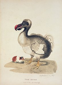渡渡鸟和几内亚猪的研究，1847年 作者 夏洛特·奥古斯塔·斯宾塞·丘吉尔