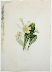 月见草的研究，c.1830（纸上wc） 作者 夏洛特·勃朗特