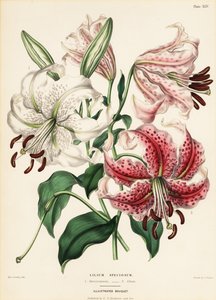 日本百合品种，百合花 作者 夏洛特卡罗琳索尔比