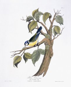 蓝山雀 作者 夏洛特·勒·佩罗特