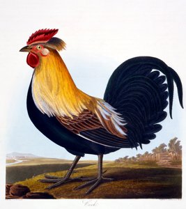 公鸡（Phasianus），由Robert Havell，Jr（1793-1878），1835年刻 作者 夏洛特·勒·佩罗特