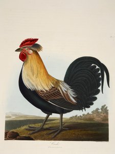 Cock, Phasianus, pub.1835年 手绘版画 . 作者 夏洛特·露西亚艾米莉·佩罗特