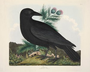 乌鸦，Corvus Corai，出版。1835年 手绘版画 . 作者 夏洛特·露西亚艾米莉·佩罗特