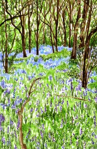 蓝花楹, 2021年 作者 夏洛特奥尔