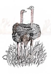 火烈鸟，2018（钢笔和墨水） 作者 夏洛特奥尔