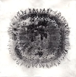 植物细胞，2019年（干点蚀刻）。 作者 夏洛特奥尔
