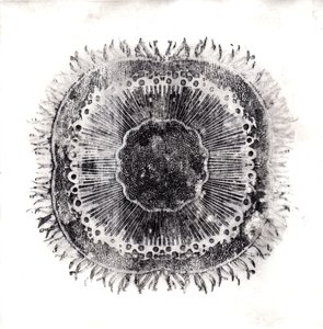 植物细胞，2019年（干点蚀刻）。 作者 夏洛特奥尔
