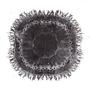 植物细胞，2019年（干点蚀刻）。 作者 夏洛特奥尔