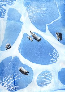 北极熊, 2021 作者 夏洛特奥尔