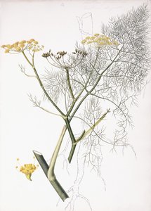 植物研究，1822-1845年 作者 夏洛特·斯特里克兰