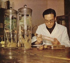 中国农业化学家，中华人民共和国长春研究所，20世纪50年代 作者 中国摄影师