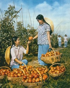 中国食品生产：成熟的西红柿