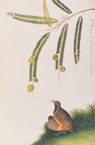 Barred Buttonquail，来自马六甲的鸟类画，c.1805-18（纸上写着） 作者 中文学校