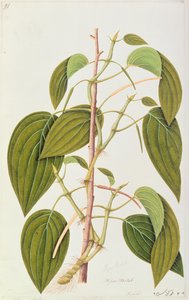 槟榔叶，来自马六甲药用植物的五十五幅图，第1卷，第1805-18页（纸上写着） 作者 中文学校