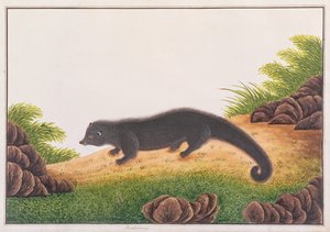 Binturong，来自马六甲的动物，昆虫和爬行动物图画，c.1805-18（wc＆gouache on paper） 作者 中文学校