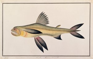 孟买鸭，来自马六甲的鱼图，c.1805-18（纸上写着） 作者 中文学校