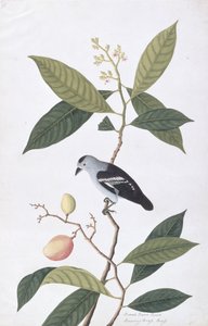 Booah Nawa Hawa，来自马六甲的鸟类画，c.1805-18（纸上写着） 作者 中文学校