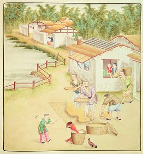 中国农民筛选大米 作者 中文学校