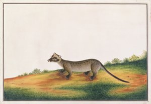 普通棕榈果子狸，来自马六甲的动物，昆虫和爬行动物图画，c.1805-18（水粉和纸上的wc） 作者 中文学校
