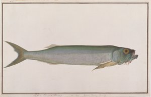 Dorab Wolf-herring，来自马六甲的鱼类绘画，c.1805-18（纸上写着） 作者 中文学校