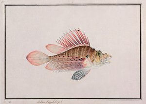 Eekan Linqah Singah，来自马六甲的鱼类画，c.1805-18（纸上写着） 作者 中文学校