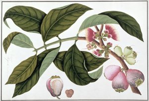 Eugenia或Jamboo Teloie poote，来自马六甲的植物图纸，c.1805-18（纸上写着） 作者 中文学校