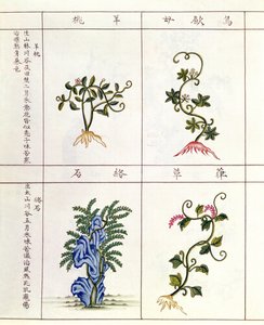 来自Pen Tsao的四种植物，一种药用植物的集合，18-19世纪 作者 中文学校
