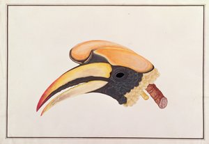 伟大的犀鸟，来自马六甲的鸟类画，c.1805-18（纸上写着） 作者 中文学校