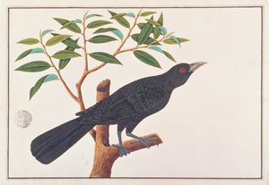 Koel，来自马六甲的鸟类画，c.1805-18（纸上写着） 作者 中文学校