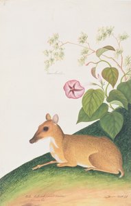 较小的鼠标，来自马六甲的动物，昆虫和爬行动物图画，c.1805-18（wc＆gouache on paper） 作者 中文学校