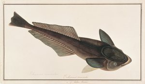 活的Sharksucker，来自马六甲的鱼画，c.1805-18（纸上写着） 作者 中文学校
